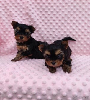 Yorkshire terrier - 6