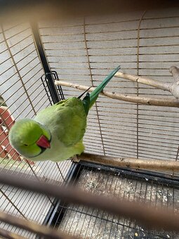 Alexander malý Samec (rozprávajúci) + klietka - 6