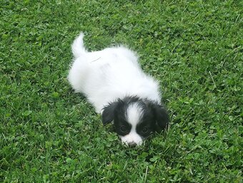 Fenka phalene s PP (papillon s ušima dolů) - 6