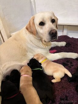 Labrador retriever - 6