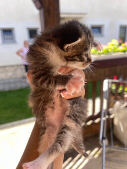 Krásne ňuňu Poloperske maciatka odber až o dva týždne - 6