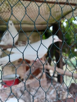 Hrdličky chichotavé - 6