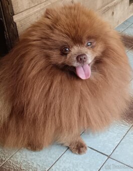 Šteniatka pomeranian špica čokoládové - 6
