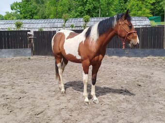 APH paint horse valach - 6