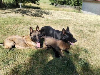 Belgický ovčiak Malinois / Nemecký ovčiak - 6