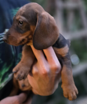 Jazvečík štandard šteniatko - 6