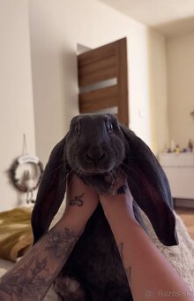 Anglický baranček - 6