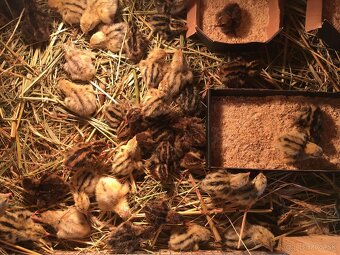 Prepeličie nasadove vajička - 6