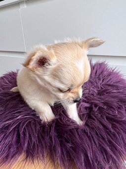 Predám šteniatka čivavy bez PP - 6