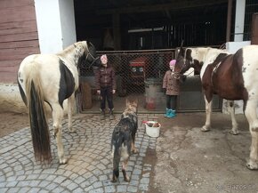 luxusní PAINT HORSE PLEMENÍK, DOUBLE HOMOZYGOT, import - 6