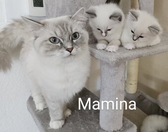 Ragdoll mačiatka bez PP - 6