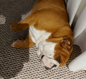 Anglicky bulldog ,buldog, buldok s pp - 6