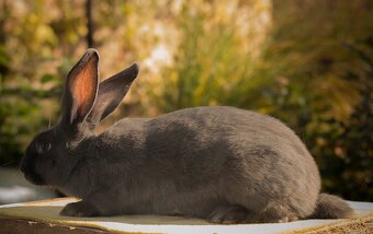 Nemecký obrovitý strakáč - 6