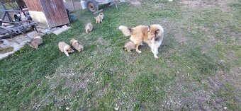 Kólia dlhosrstá - 6