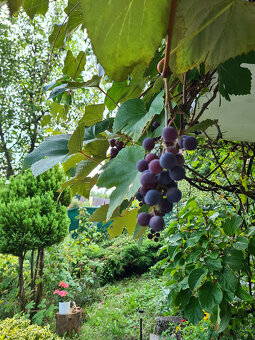 Záhrada s murovanou chatou s nádherným výhľadom - 6