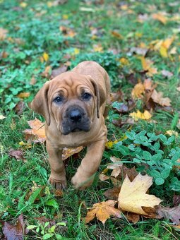 Tosa inu štěnata - přijímáme rezervace - 6