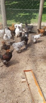 Brahmanky - 6