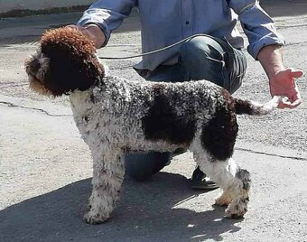 Lagotto romagnolo - 6
