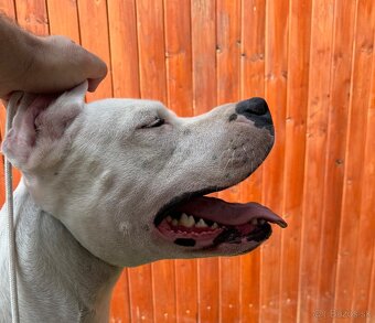 Argentínska doga štěňata PŘÍJMÁME REZERVACE - 6
