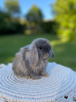 Mini Lop s VP - 6