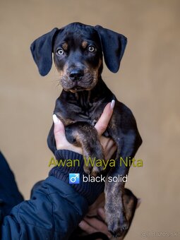 Louisiansky leopardí pes – šteniatka s PP - 6