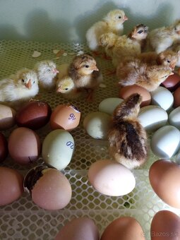 Kuriatka greenschel a dominant - 6