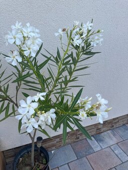 Oleander rôzne farby - 6