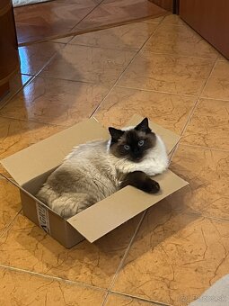 Predám mačku Ragdoll - 6