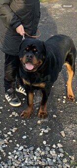 Rottweiler, rotvajler, rtw - 6