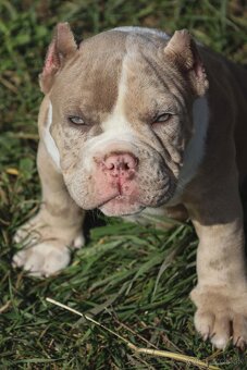 American Bully micro exotic s Pp - 6