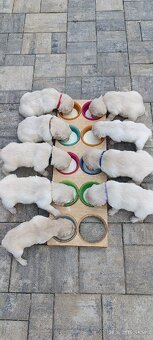 Golden Retriver šteniatka IHNEĎ K ODBERU - 6
