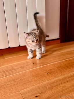 Skotska klapoucha macka s PP, scottish straight s PP - 6