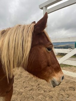 Chladnokrvá kobyla - 6