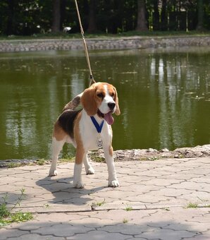 Bigel, bigl, beagle s PP - 6