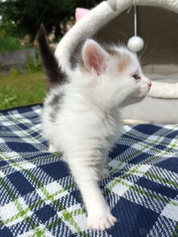 Maine coon - 6
