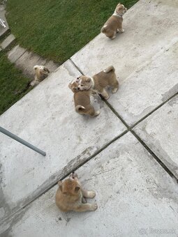 Šteniatka Akity- Inu - 6