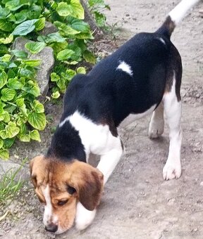 Beagle, bigel, bigl bez PP - 6