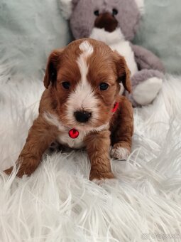 Cavapoo - 6