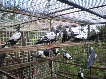 Poštové holuby Vangramberen - 6