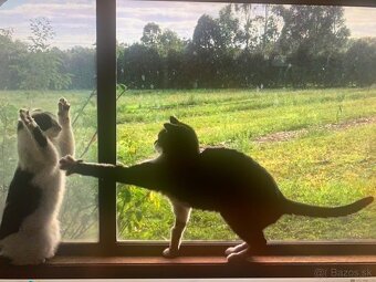 MEDION CASE ZA  89 euro - 6