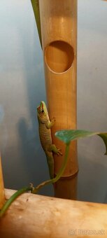 FELZUMA MADAGASKARSKÁ - 6