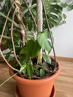 Monstera - 6