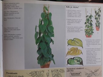 Philodendron scandens micans - 6