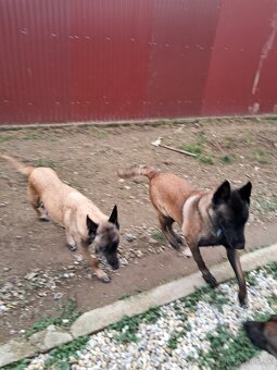 Belgický ovčiak Malinois - 6