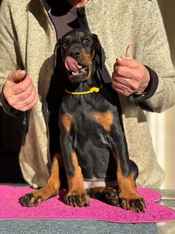Doberman s PP - 6