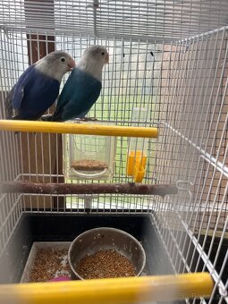 Agapornis fisher par - 6