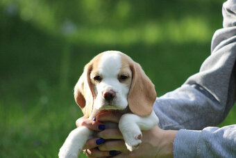 Beagle szczeniaczki po Championie Polski ZKwP (FCI) - 6