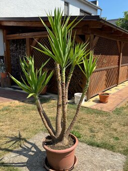 Juka obrovská – Yucca elephantipes (6-kmeňová, cca 180 cm) - 6