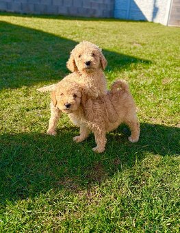 Pudl stredný pudlik - 6