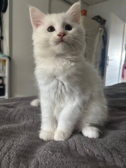 Maine coon mačiatka k odberu - 6